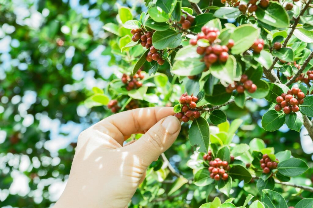 Coffee Plants, leaves, and beans