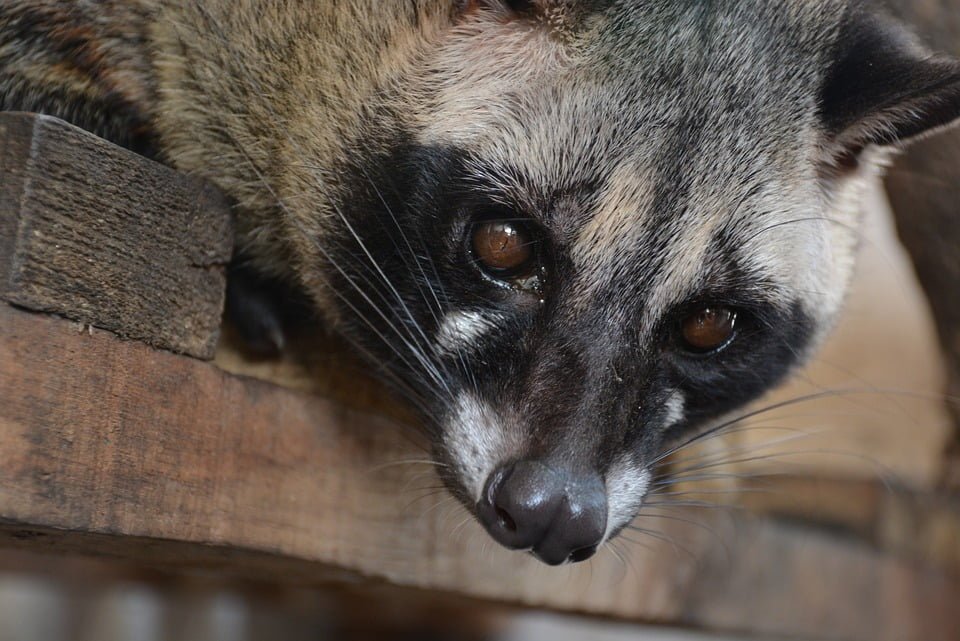 civet cat [animal poop coffee beans]