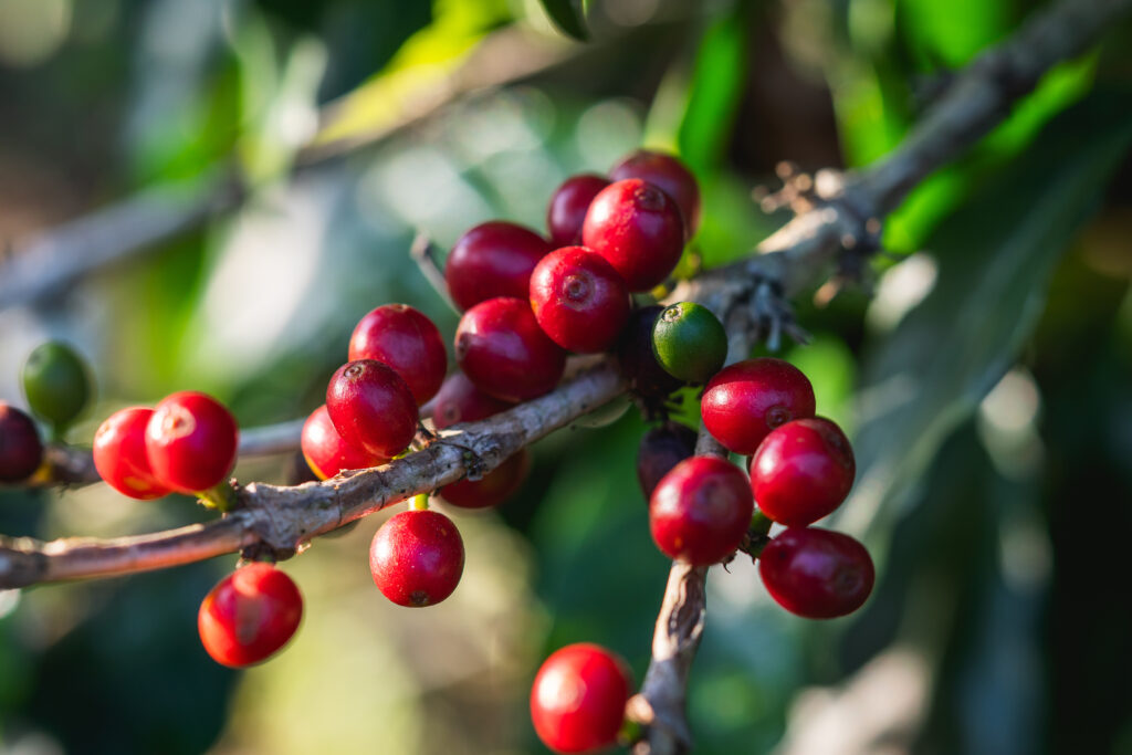 coffee cherries or berries