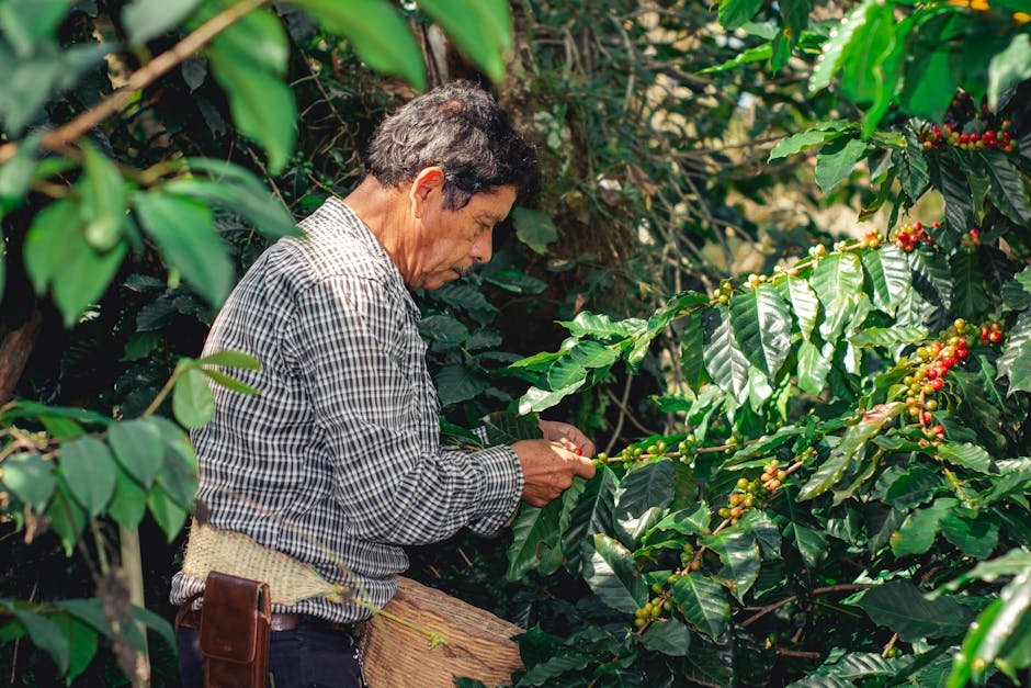 coffee from mexico